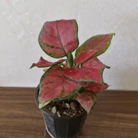 گیاه آپارتمانی ارزان