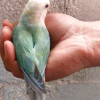 طوطی برزیلی کوتوله اوپال نر مست|پرنده|قم, شهرک فاطمیه|دیوار