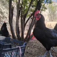 خروس تمام سیاه جوان ارگانیک خانگی|حیوانات مزرعه|تهران, شهرک امام خمینی|دیوار