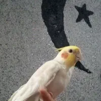 گمشد
