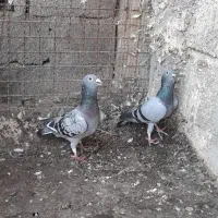 فروش ۳عدد پلاکی|پرنده|بندر کنگان, |دیوار
