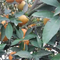 ۲عدرخت نارنگی پیج