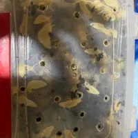 فروش حلزون درمانی