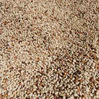 خریدپسته زردو نخودی روابی خریدارم|خدمات باغبانی و درختکاری|رفسنجان, |دیوار