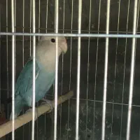 طوطی کوتوله ماده|پرنده|داراب, |دیوار