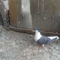 سیاه پشت ماده کاکلی