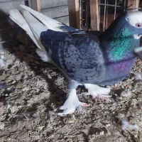 پاکستانی درجه یک