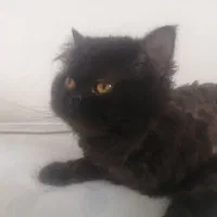 واگذاری گربه پرشین