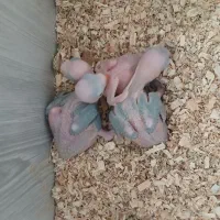 جوجه ملنگو سرلاکی پرورش خانگی