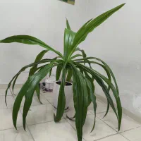 گل برگ ذرتی|گل و گیاه طبیعی|شیراز, تحویلی|دیوار