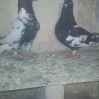 کفتر کبوتر ابلغ افغانی دمسفید