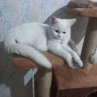 گربه بیریتیش