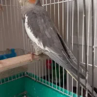 عروس هلندی سینامون|پرنده|تهران, فردوس|دیوار