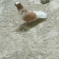 کبوتر نر زرد