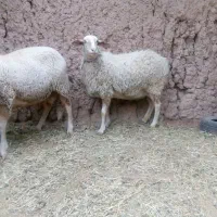 میش بدون دنبه دو رگ لاکن