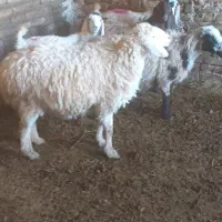 میش اوست بره بز