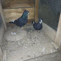 باسلام خسته نباشی به عشق بازان