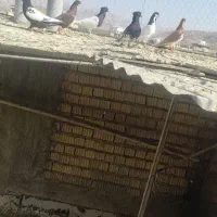 دسه بهبهانی|پرنده|شیراز, حومه شیراز|دیوار