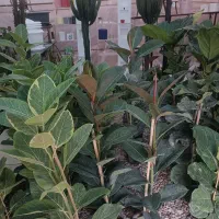 گل و گیاه|گل و گیاه طبیعی|قم, نیروگاه|دیوار