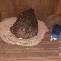 تخم مرغ|حیوانات مزرعه|مسجد سلیمان, |دیوار