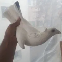 نروماده سار سرور کاکلی جوان کارداده