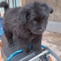 سگ پارینو خرسی