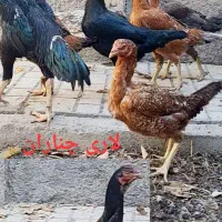 تخم مرغ نطفه دار  خروس اشامو و مرغ لاری|حیوانات مزرعه|چناران, |دیوار