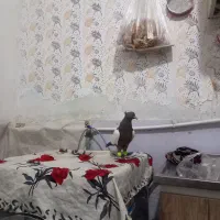 سینه میشکیخوشکل نر|پرنده|تربت جام, حافظ|دیوار