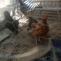 مرغ و خروس
