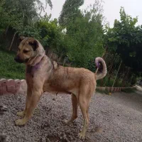 سگ ماده نگهبان با دوتا طوله نر و ماده