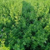 با سلام یونجه چین سوم با نازیک چوب بدون علف هرز