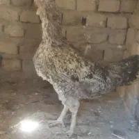 مرغ|حیوانات مزرعه|سراوان, |دیوار