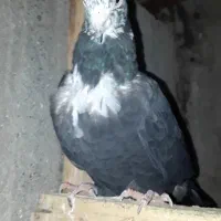 کلاغ خطی نواری/زرد پاک/جوجه طاووسی