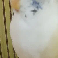 مرغ عشق ماده ۲۱۰تخفیف ۱۷۰