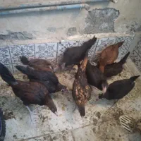 جوجه
