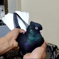 پرشی پلاکی کبوتر نقش