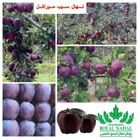 خرید نهال سیب بلک میراکل