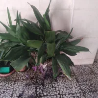 تعدادی گل عبای نخل خرما یوکا ارغوان گندمی