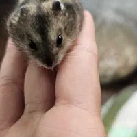 همستر کمپل ماده دو ماهه