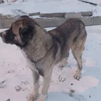 سگ گمشده|حیوانات|شازند, |دیوار