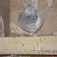 کبوتر کله|پرنده|گرمه, |دیوار