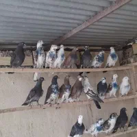 کبوترپرشی
