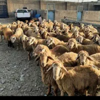 گوسفند زنده کربلای|حیوانات مزرعه|ری, |دیوار