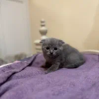 گربه اسکاتیش بلو اشرافی|گربه|آمل, |دیوار