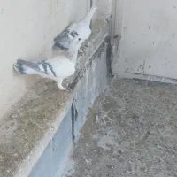 شامی|پرنده|قزوین, |دیوار