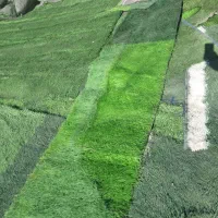 چمن دست‌ دوم ونو