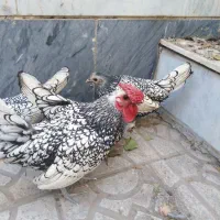 جوجه مینیاتوری|حیوانات مزرعه|کرج, حصارک بالا|دیوار