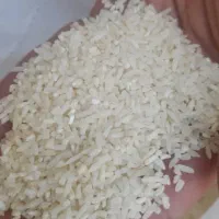 سرلاشه درجه یک هاشمی محلی گیلان