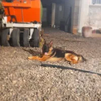 ژرمن شپرد بلک فیس ماده