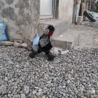 فروش جوجه خروس ۷ماهه سلطان|حیوانات مزرعه|پارس‌آباد, |دیوار